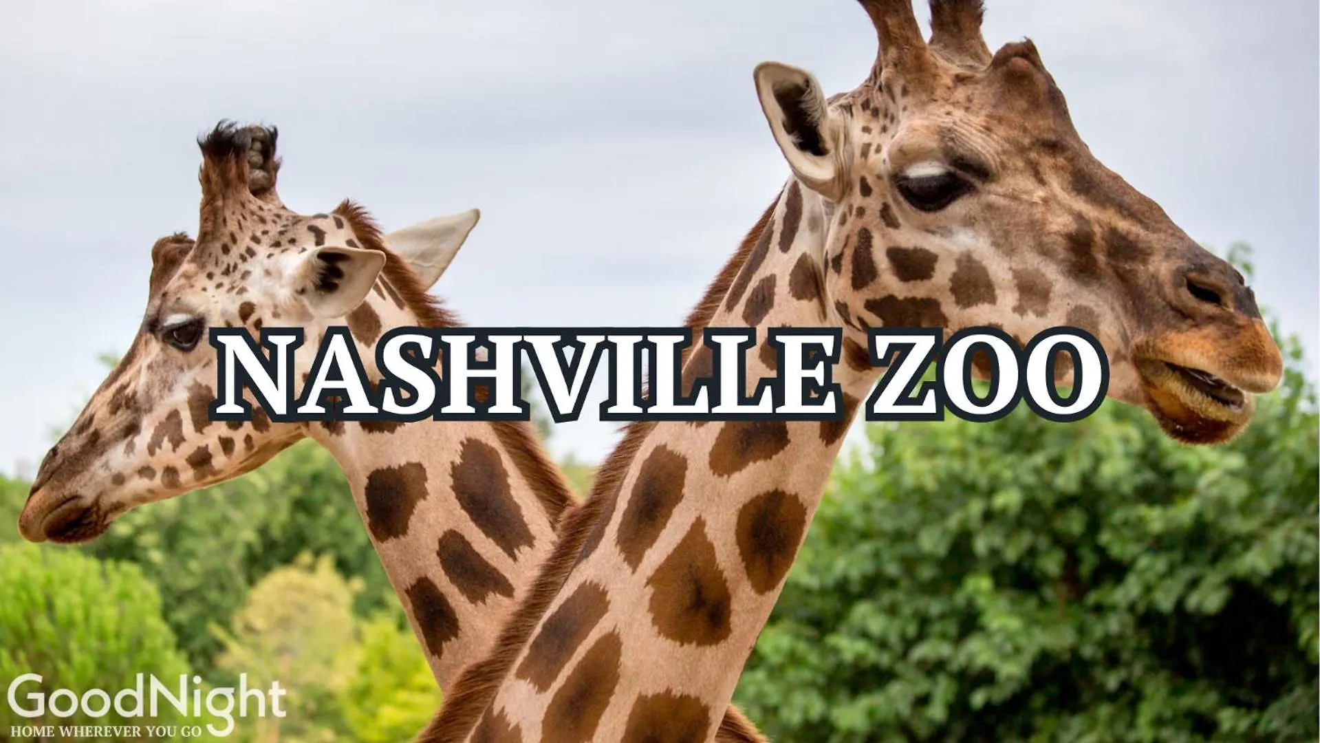 Hyve - Lush Plush - Walk To Broadway Nashville